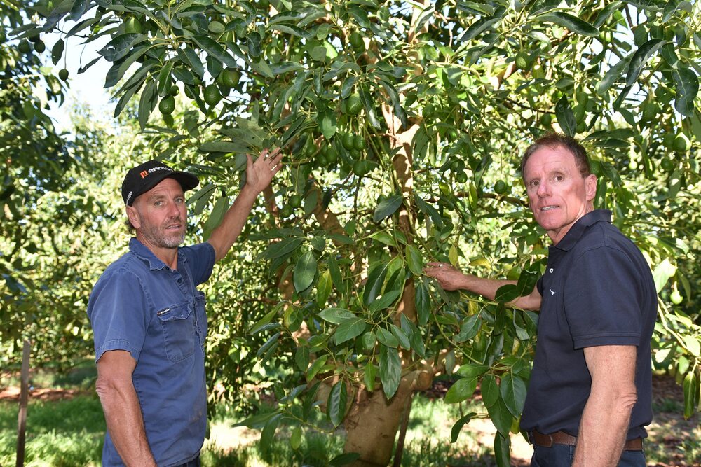 Serenage Soil Activ Nigel Love Avocado