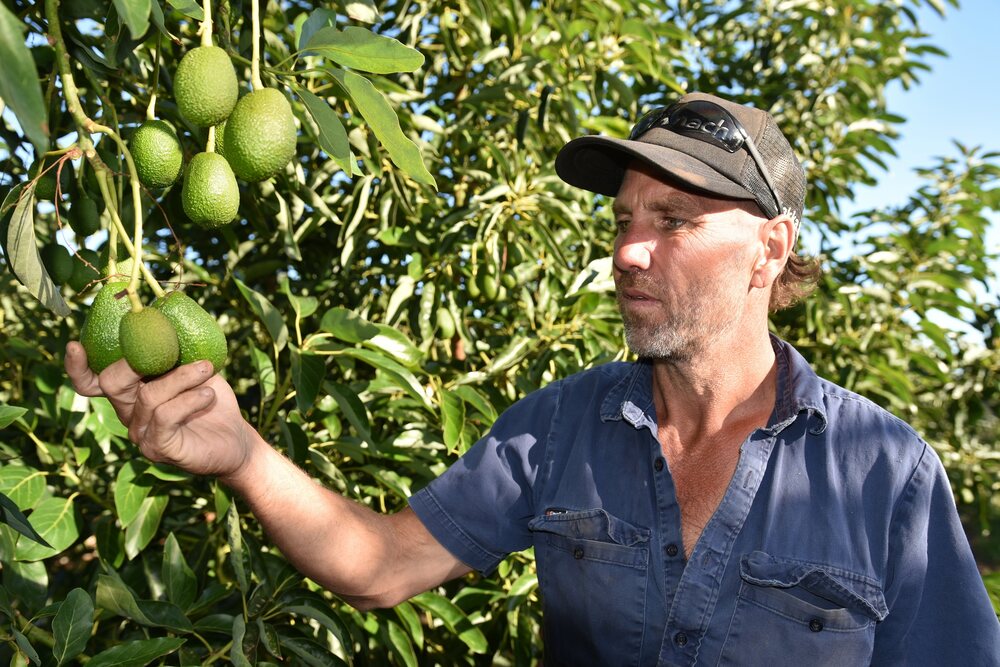 Serenage Soil Activ Nigel Love Avocado