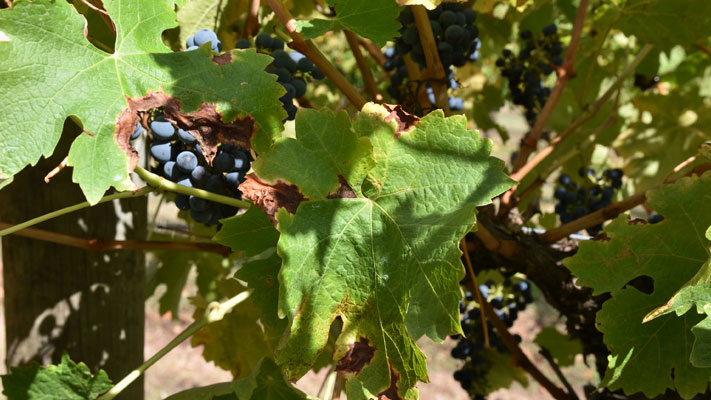 Downy mildew damage in grapes