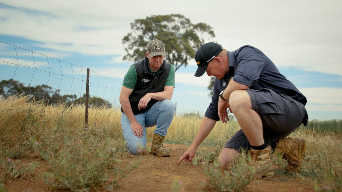 Wes Amor and James Falvey inspect the impressive results the Alion herbicide has had on the invasive fence line weed