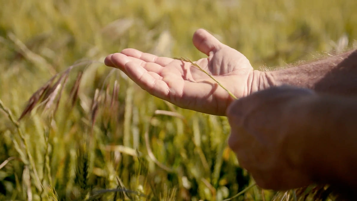 Inspecting the health of nearby crops, Alion provides targeted action keeping crops protected