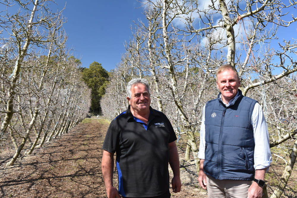Perth Hills fruit grower Tony Trichilo, Jarrahdale, and Bayer Territory Business Manager Ian Cook pictured discussing control of two-spotted mite with the company’s new Interrupt miticide applied in some of Tony’s trellised apple trees last season.
