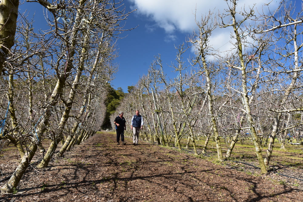 Perth Hills fruit grower Tony Trichilo, Jarrahdale, and Bayer Territory Business Manager Ian Cook pictured discussing control of two-spotted mite with the company’s new Interrupt miticide applied in some of Tony’s trellised apple trees last season.