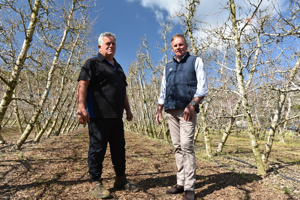 Perth Hills fruit grower Tony Trichilo, Jarrahdale, and Bayer Territory Business Manager Ian Cook pictured discussing control of two-spotted mite with the company’s new Interrupt miticide applied in some of Tony’s trellised apple trees last season.