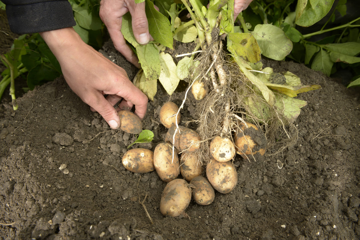 Root2Success Bayer