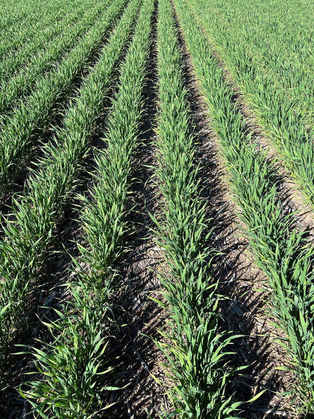 A weed-free crop showing the benefits of the aclonifen active ingredient in early post-emergent application of Mateno Complete herbicide. 