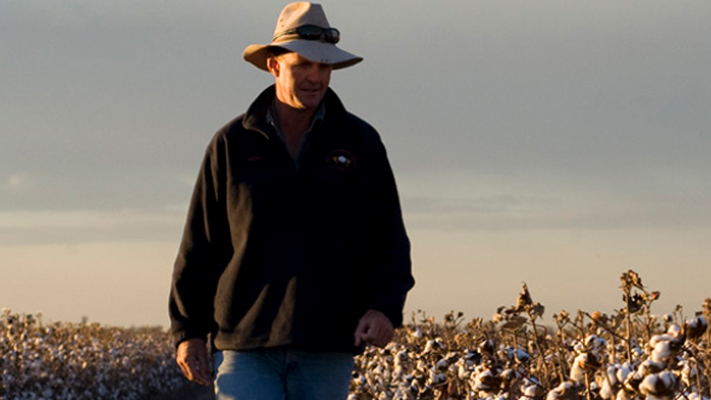 Dryland cotton