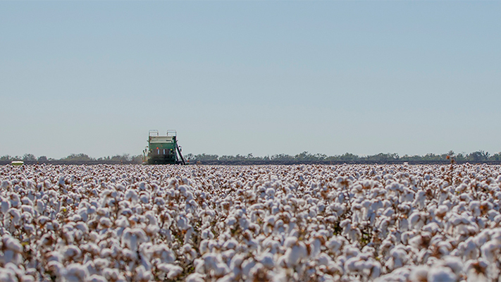 Supporting Sustainable Cotton