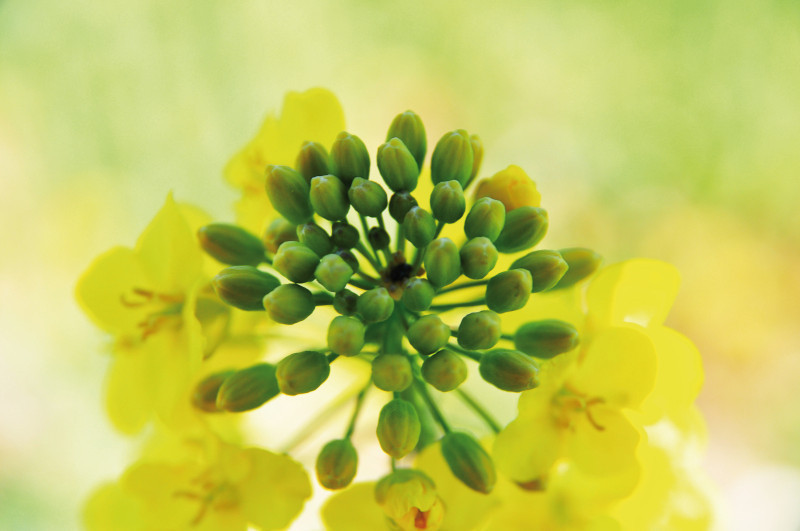Roundup Ready Canola Stewardship