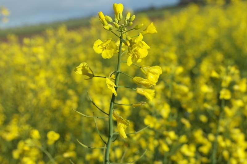Roundup Ready Canola Stewardship