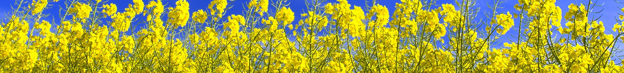 Bayer crop products for Canola growers in Australia