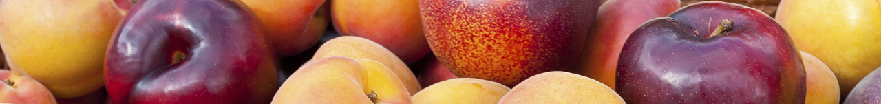 Temperate Fruit