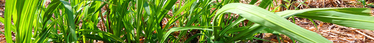 Sugarcane
