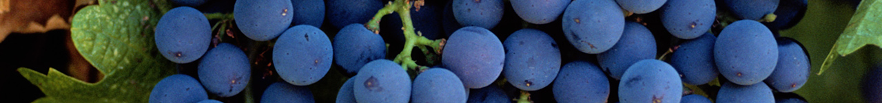 Bayer crop products for Grapes growers in Australia