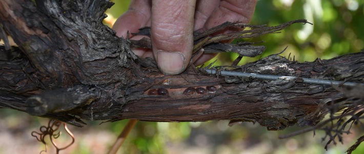 Bayer's Movento insecticide use in winegrapes to control scale, thrips